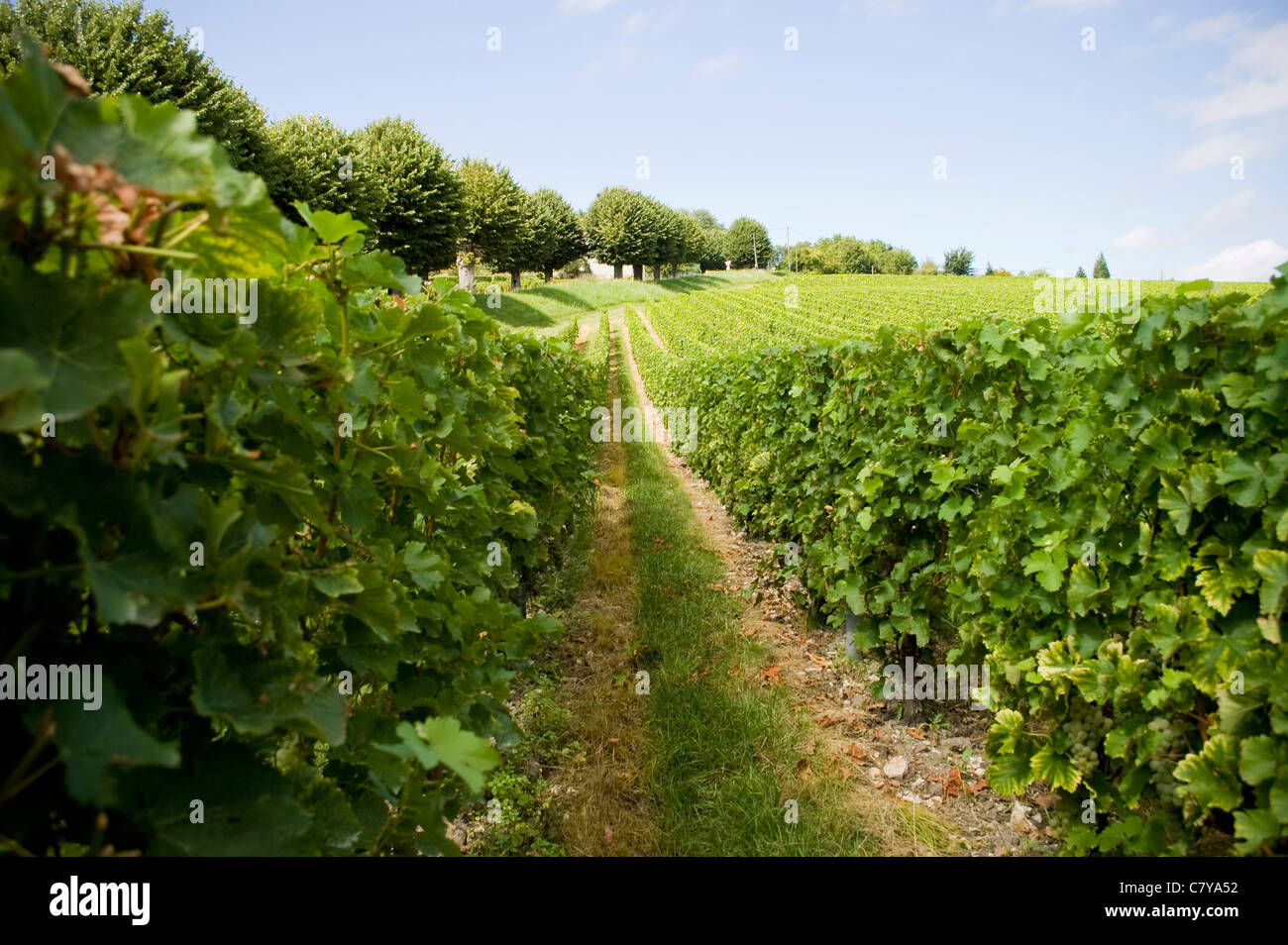 Le uve, mazzetto, bianco, vite, vigneto, Francese, Macro, Francia, Vino Foto Stock