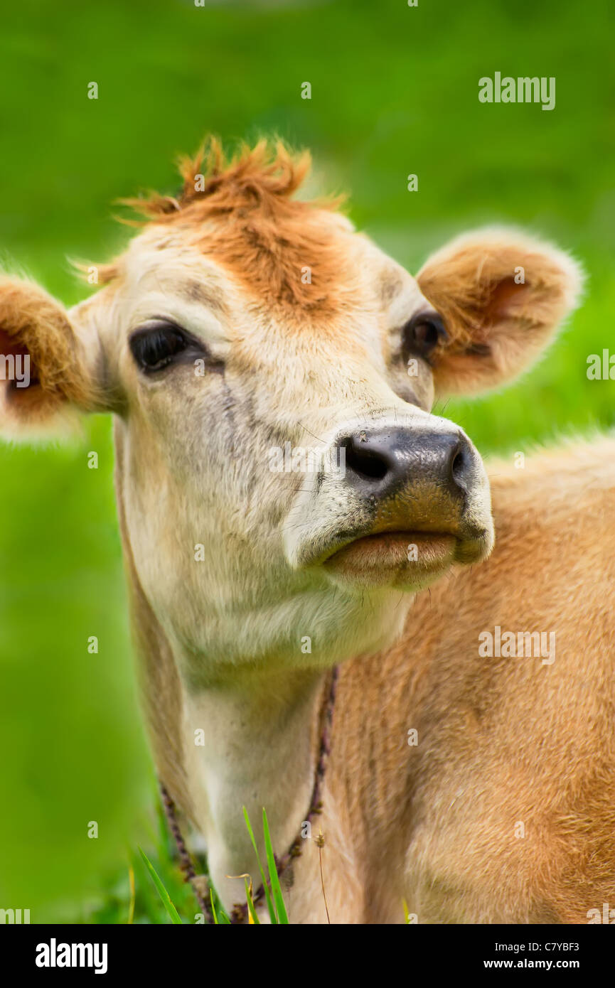 Vicino a una mucca con volare sul naso su erba verde sul prato. Profondità di campo, messa a fuoco sul naso Foto Stock