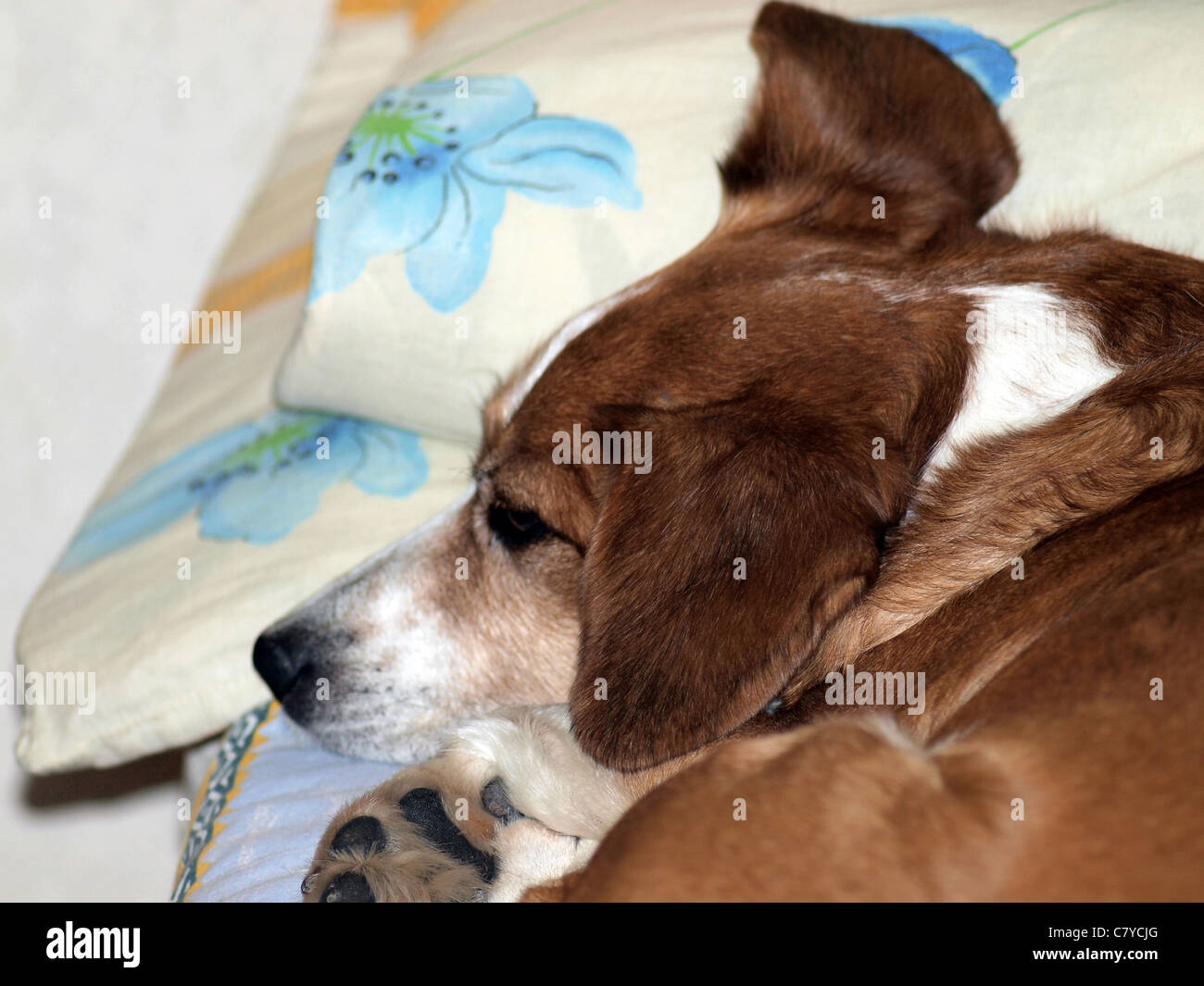 Un beagle sonnolento Foto Stock