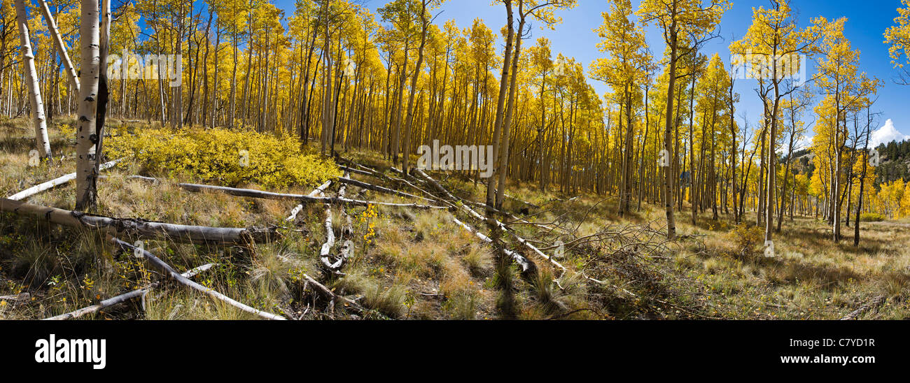 Ampia vista panoramica di Aspen Tree foglie in colore oro, Aspen Ridge, CR 185, San Isabel National Forest, Colorado, STATI UNITI D'AMERICA Foto Stock