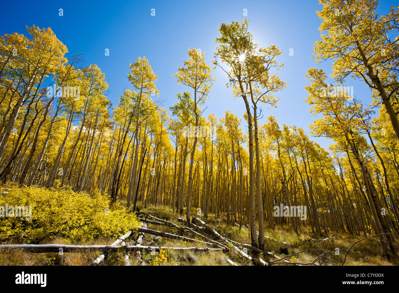 Aspen Tree foglie in colore oro, Aspen Ridge, CR 185, San Isabel National Forest, Colorado, STATI UNITI D'AMERICA Foto Stock