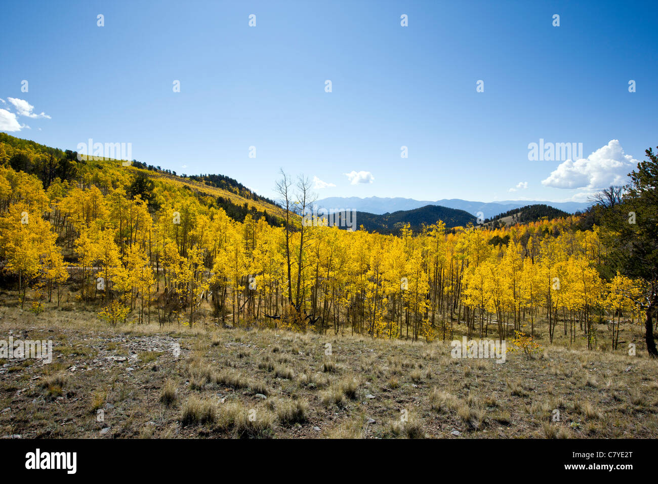 Ampia vista panoramica di Aspen Tree foglie in colore oro, Aspen Ridge, CR 185, San Isabel National Forest, Colorado, STATI UNITI D'AMERICA Foto Stock