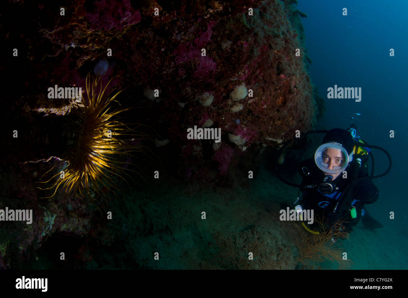Immersioni Scuba diving nel golfo di Biscaglia, Spagna Mare cantabrico, subacqueo, femmina subacqueo, acqua fredda, maschera ovale, tubo caldo, scuba. Foto Stock