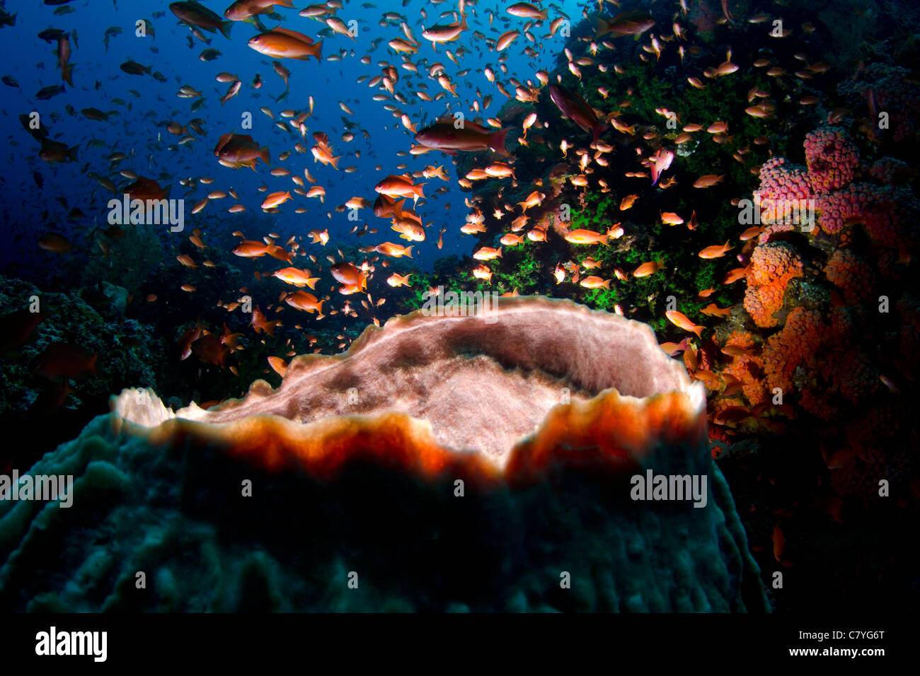 Filippine Coral reef subacquea, Anilao, Coral reef, reef tropicali, canna, spugna, scuba diving, oceano mare, acqua azzurra, pesce Foto Stock