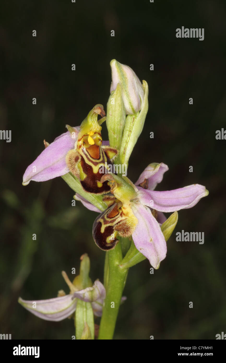 Bee orchid sulle dune , Gower Wales UK Luglio Foto Stock