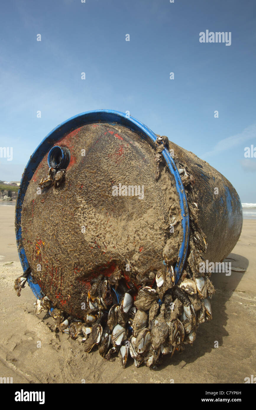 Oca comune cirripedi Lepas anatifera, sul tamburo in plastica, Polzeath Cornwall Regno Unito Giugno Foto Stock