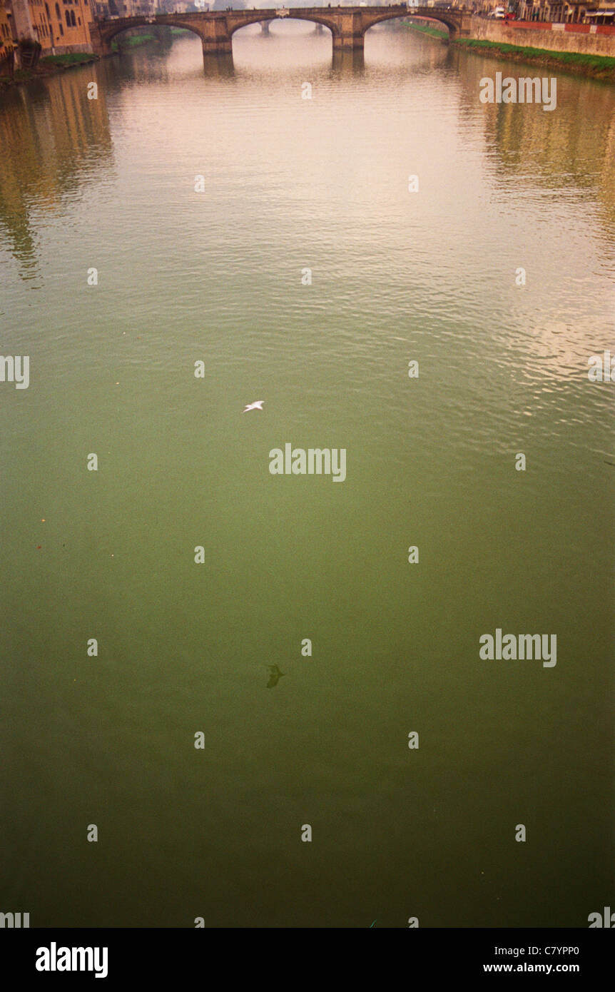 Bird su ponte vecchio a Firenze, Italia Foto Stock