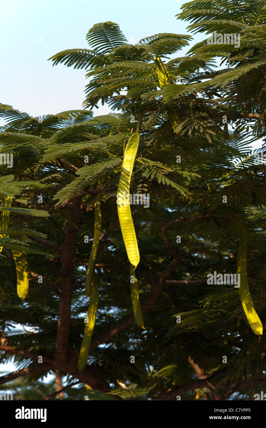 Delonix regia. Flame Tree / Flamboyant / Royal Poinciana Tree capsule di seme nella campagna indiana. Andhra Pradesh, India Foto Stock