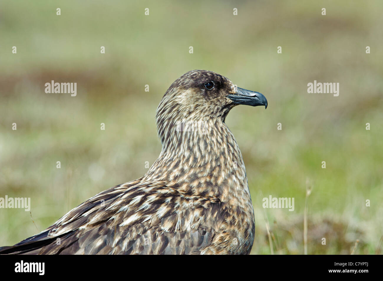 Grande Skua Stercorarius skua) a riposo sulla brughiera Foto Stock