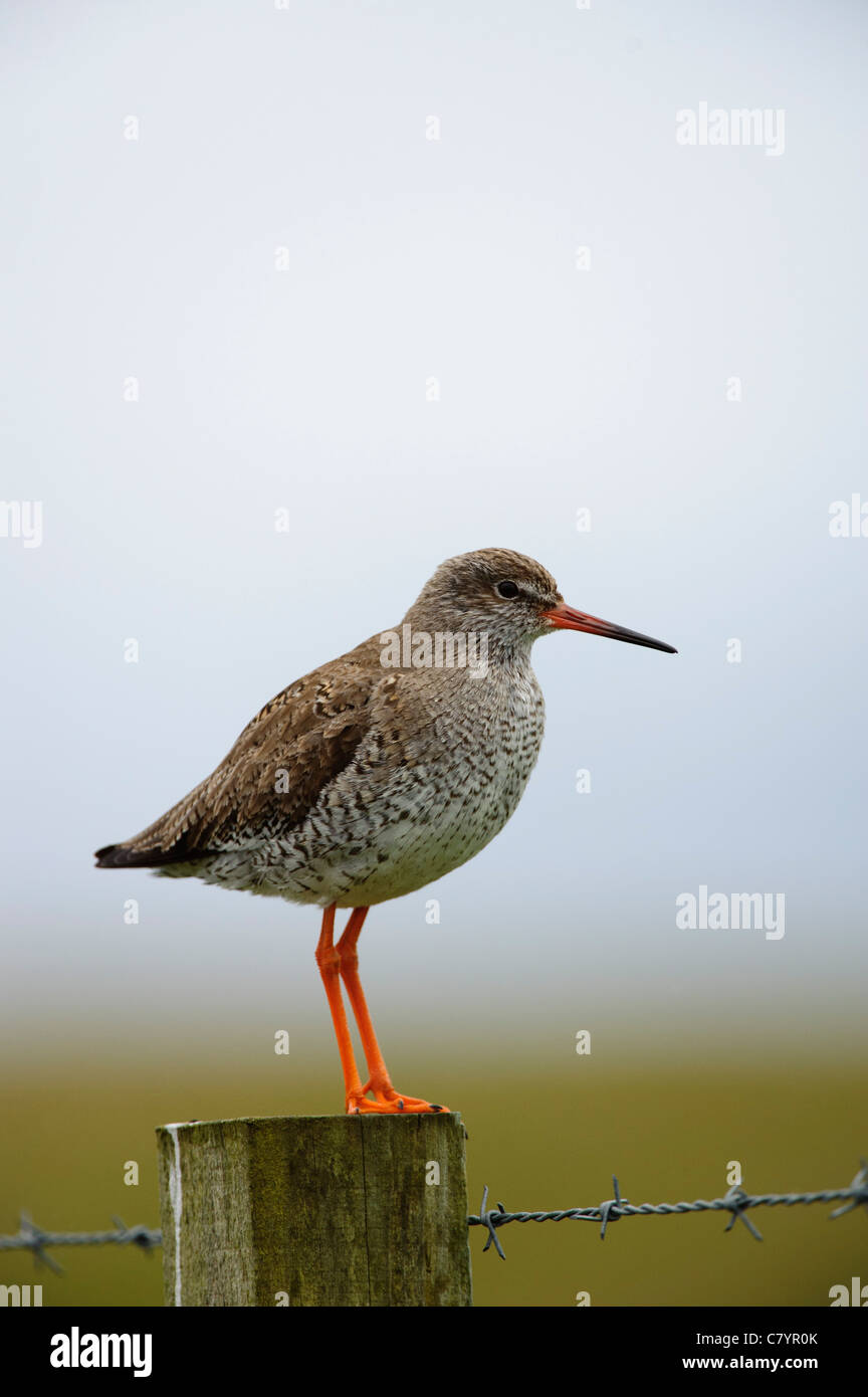 (Redshank Tringa totanus), sul palo da recinzione Foto Stock