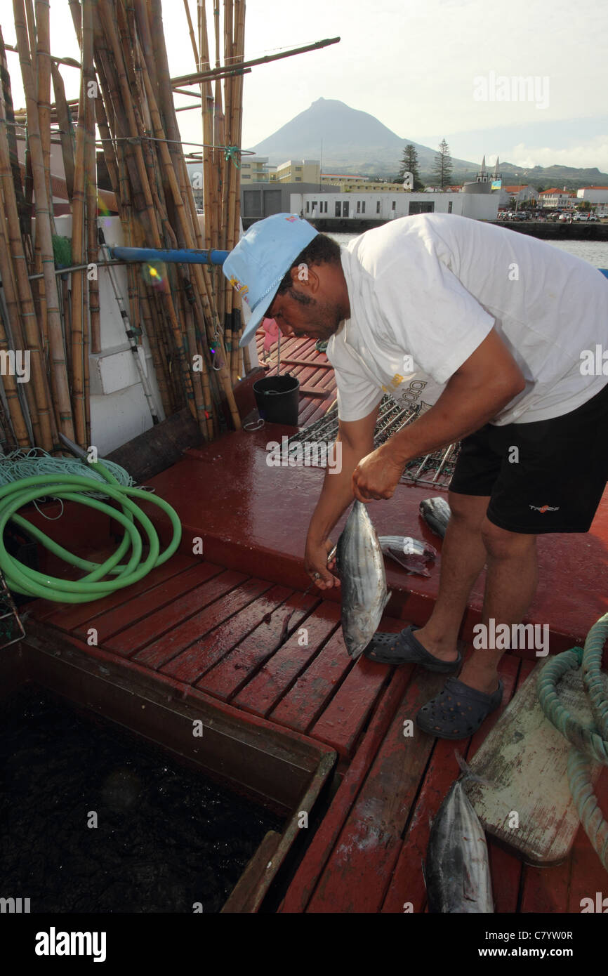 Pescatore di tonno, la preparazione di esca , isola Pico Azzorre, Agosto Foto Stock