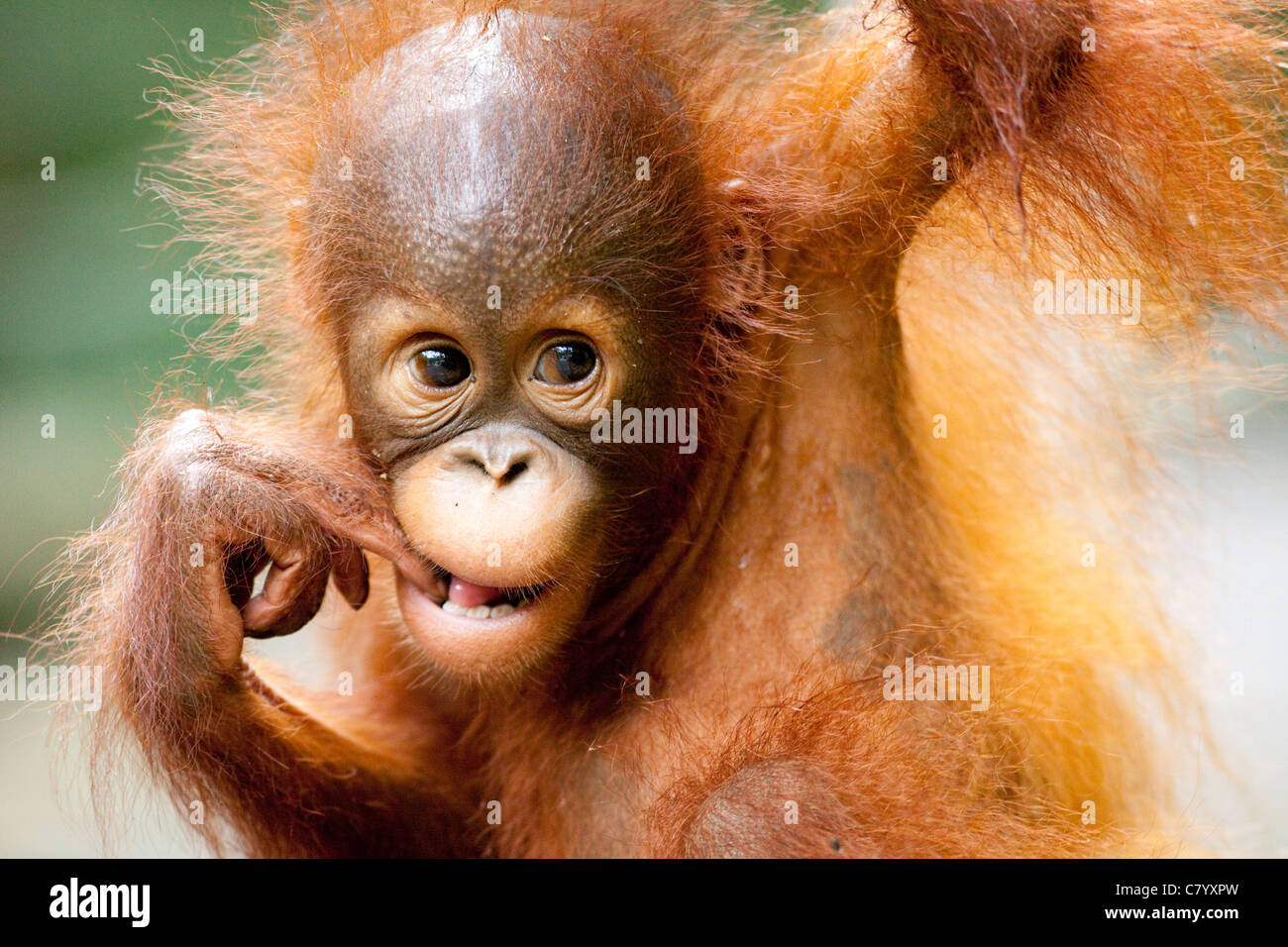 Giovani Orangutan tirando un volto e mordere il dito Foto Stock