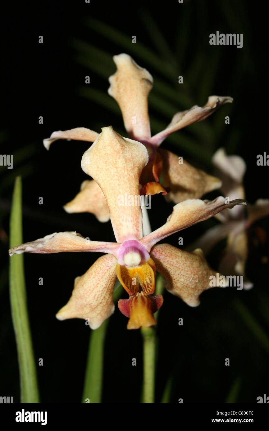 Orchid sull isola di Samosir, Lago Toba, Sumatra Foto Stock