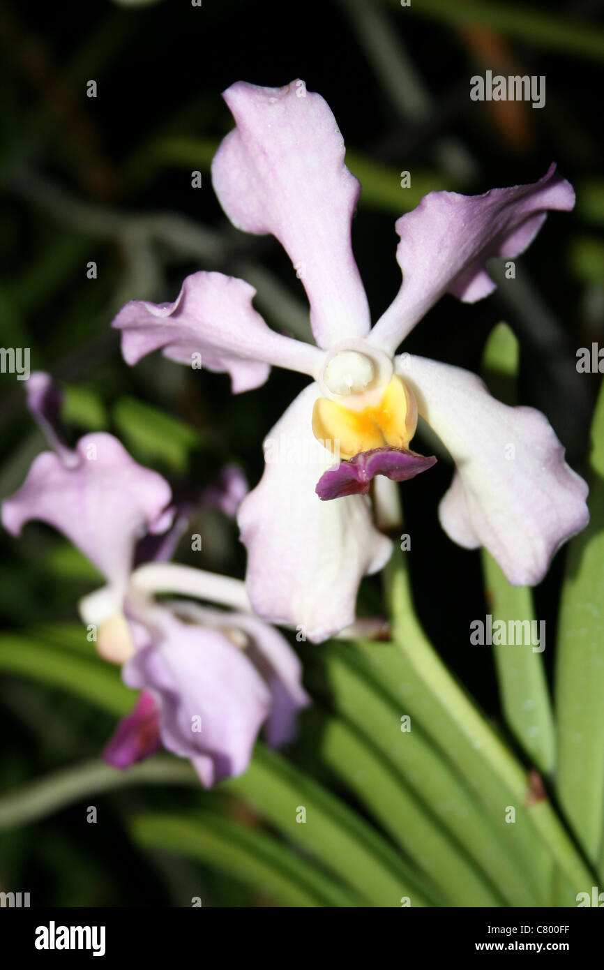 Lilla e colorate di bianco Orchid sull isola di Samosir, Lago Toba, Sumatra Foto Stock