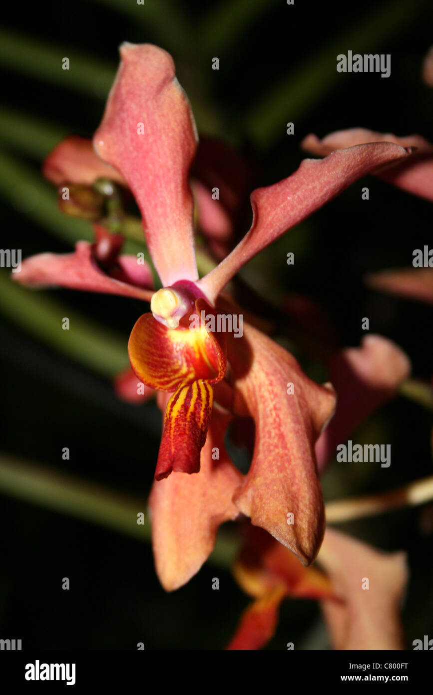 Color albicocca Orchid sull isola di Samosir, Lago Toba, Sumatra Foto Stock