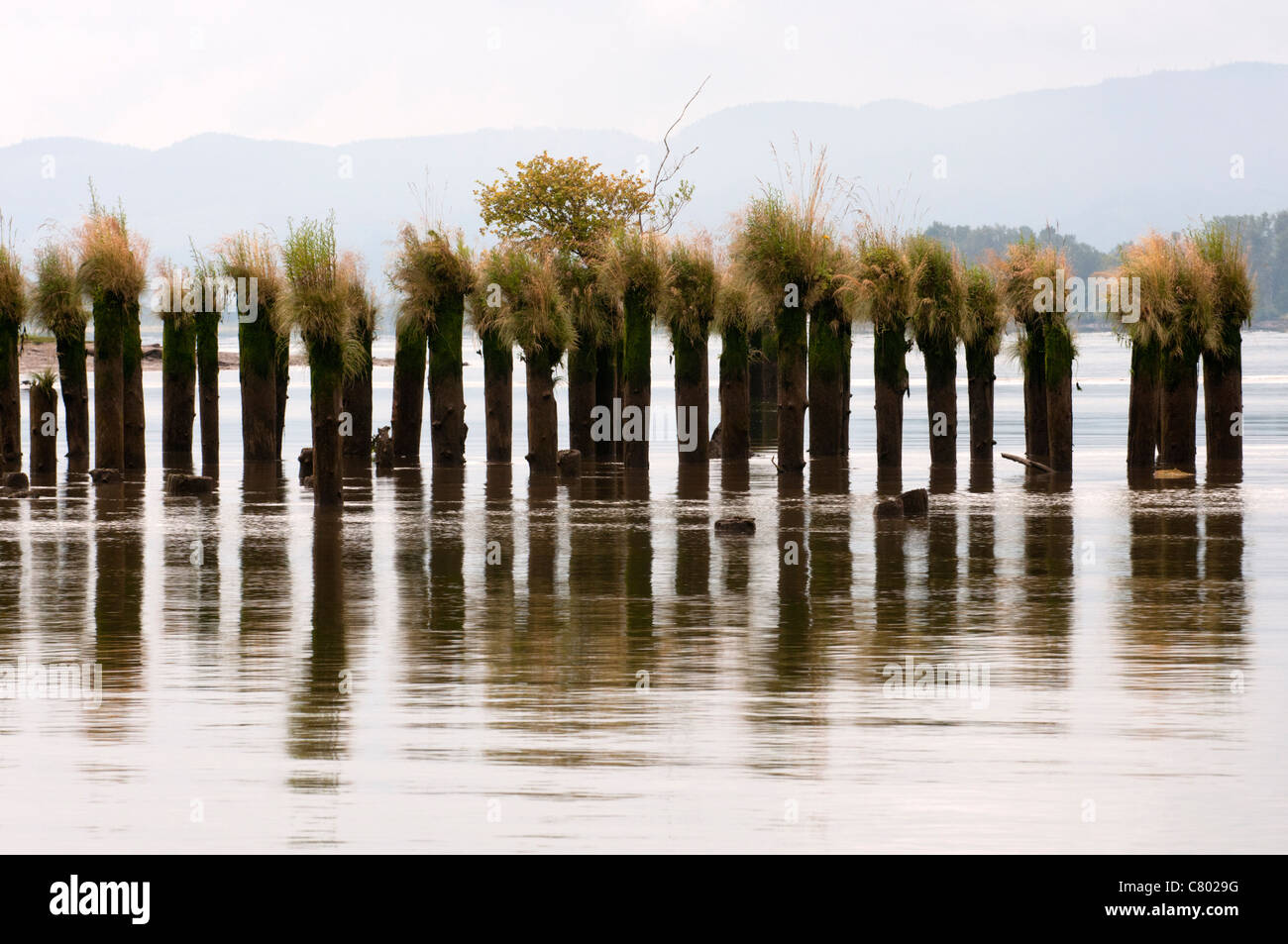 Palificazioni di legno nel fiume Columbia a Skamokawa, Washington, Stati Uniti d'America. Foto Stock