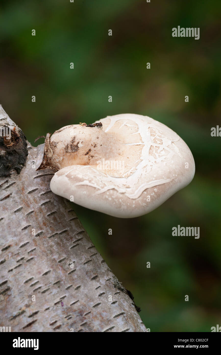 Staffa di betulla (rasoio Strop) Pipitiporus betulinus corpo fruttifero che cresce su un morto tronco di betulla Foto Stock