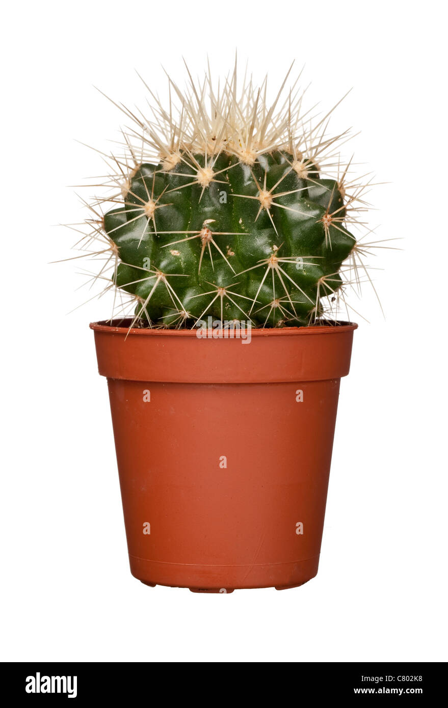 Cactus, studio shot Foto Stock