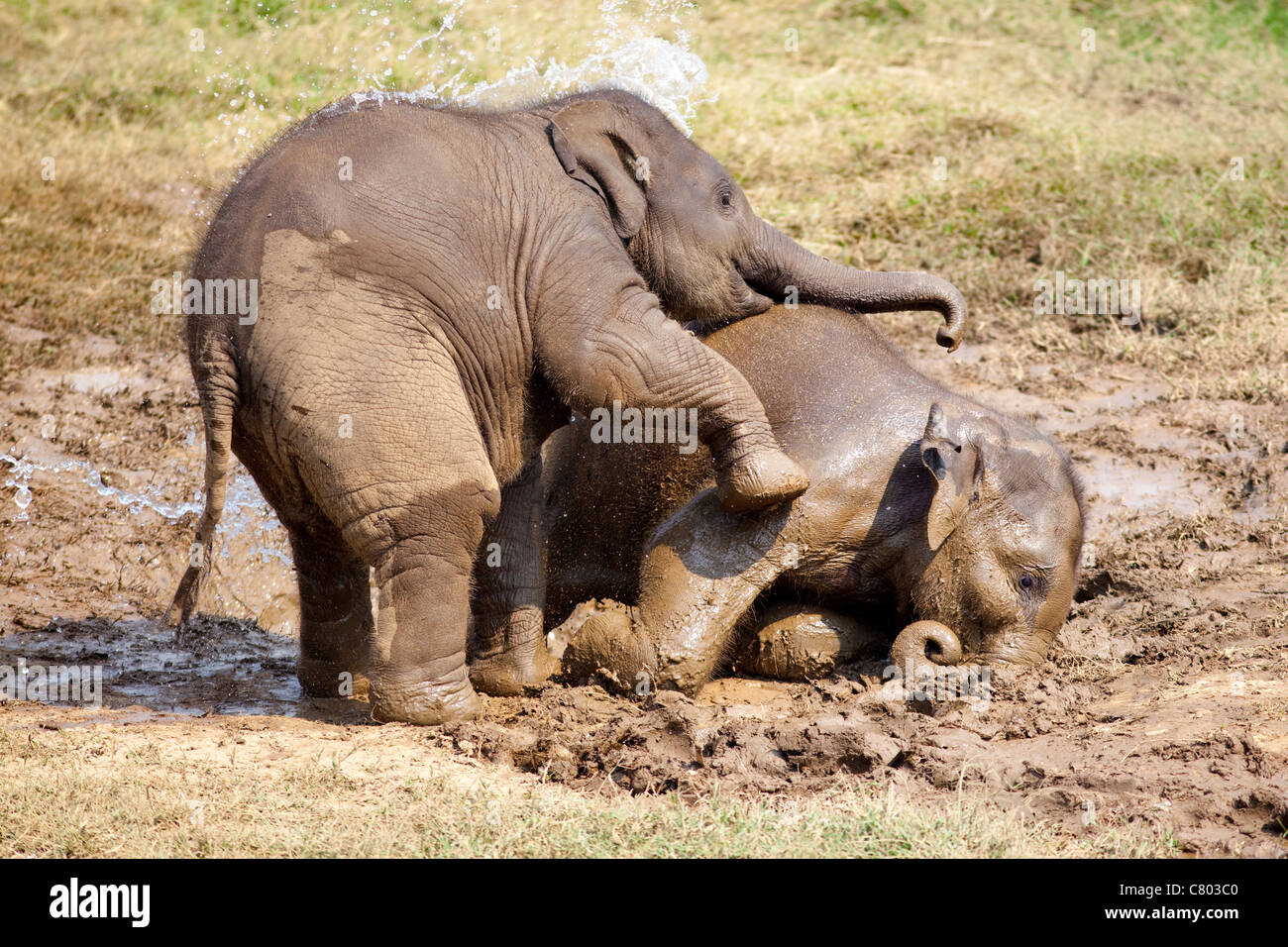 Giovani salvato elefanti asiatici giocando nel fango Foto Stock