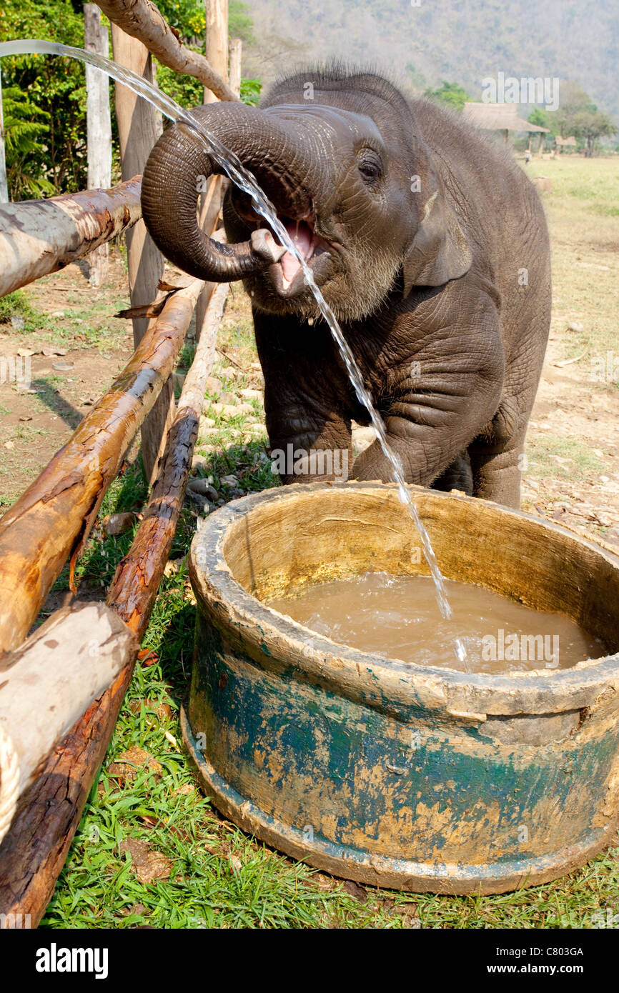 Baby Elephant orfani beve l'acqua da un tubo flessibile Foto Stock