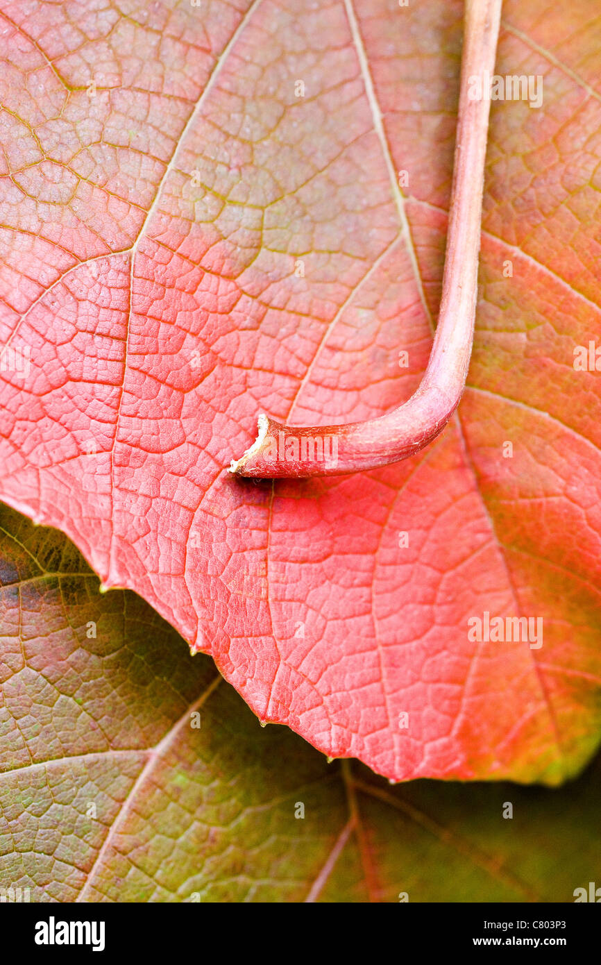Dettaglio dell'autunno foglia di vite e levetta Vitis coignetiae Foto Stock