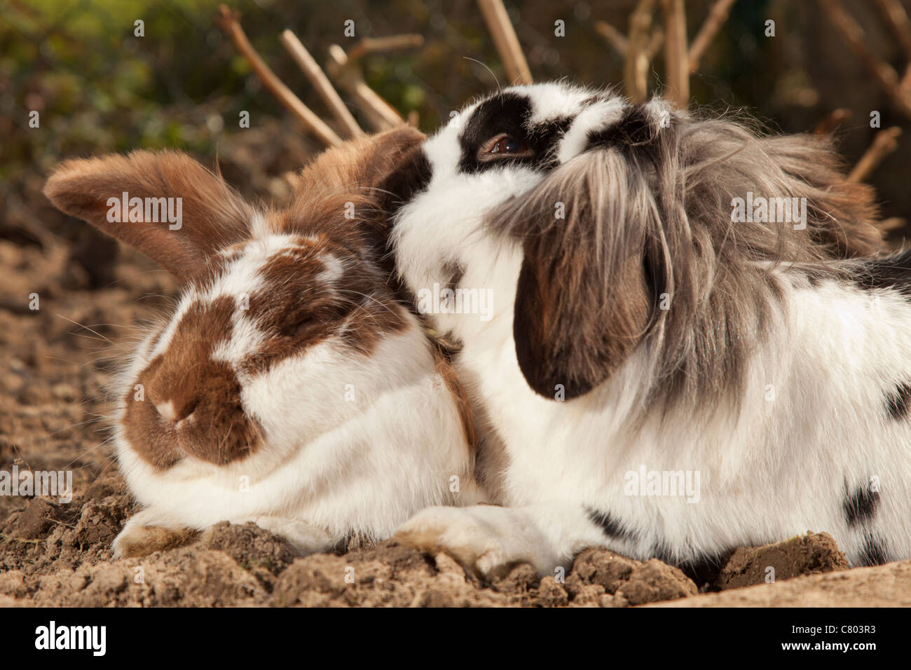 Due conigli domestici Foto Stock