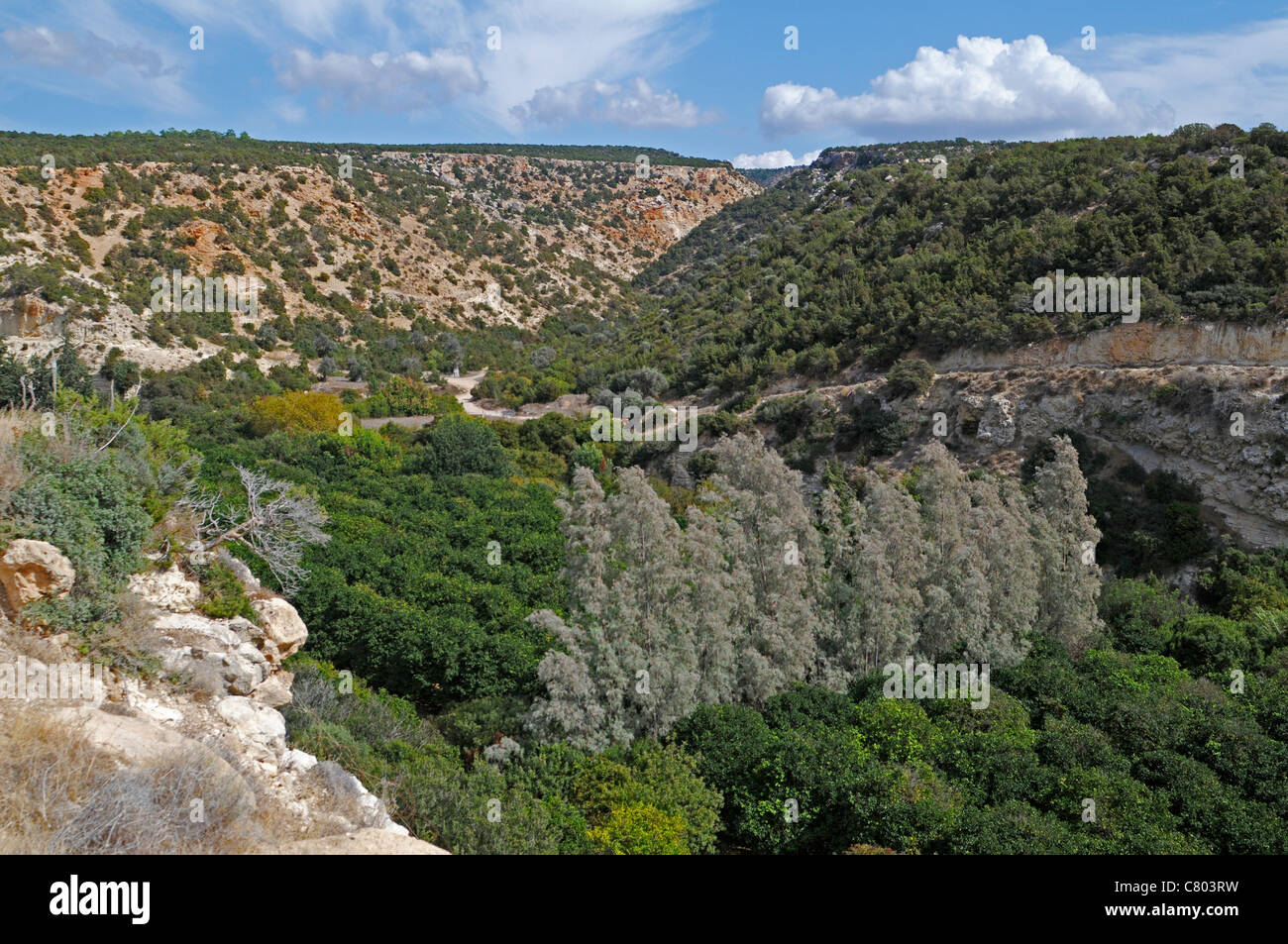 Una valle fertile in una gola nella penisola di Akamas vicino alla famosa Gola di Akamas Foto Stock