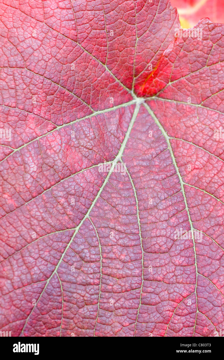 Dettaglio dell'autunno foglia di vite Vitis coignetiae Foto Stock