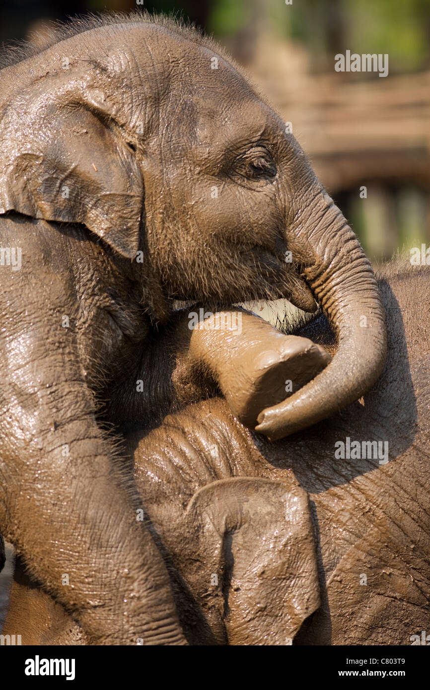 Baby elefanti giocando Foto Stock