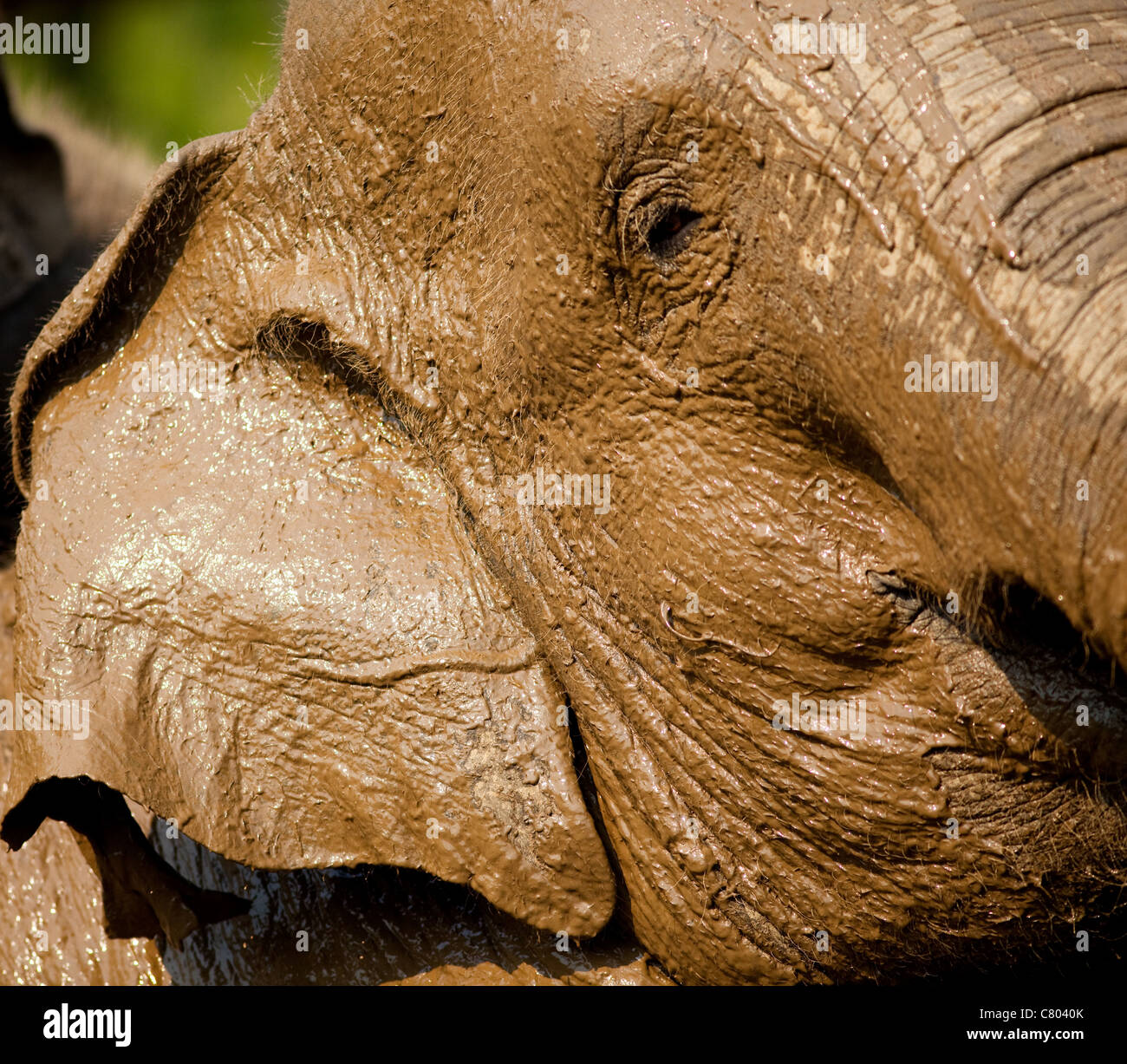 Close up di un elefante fangose Foto Stock