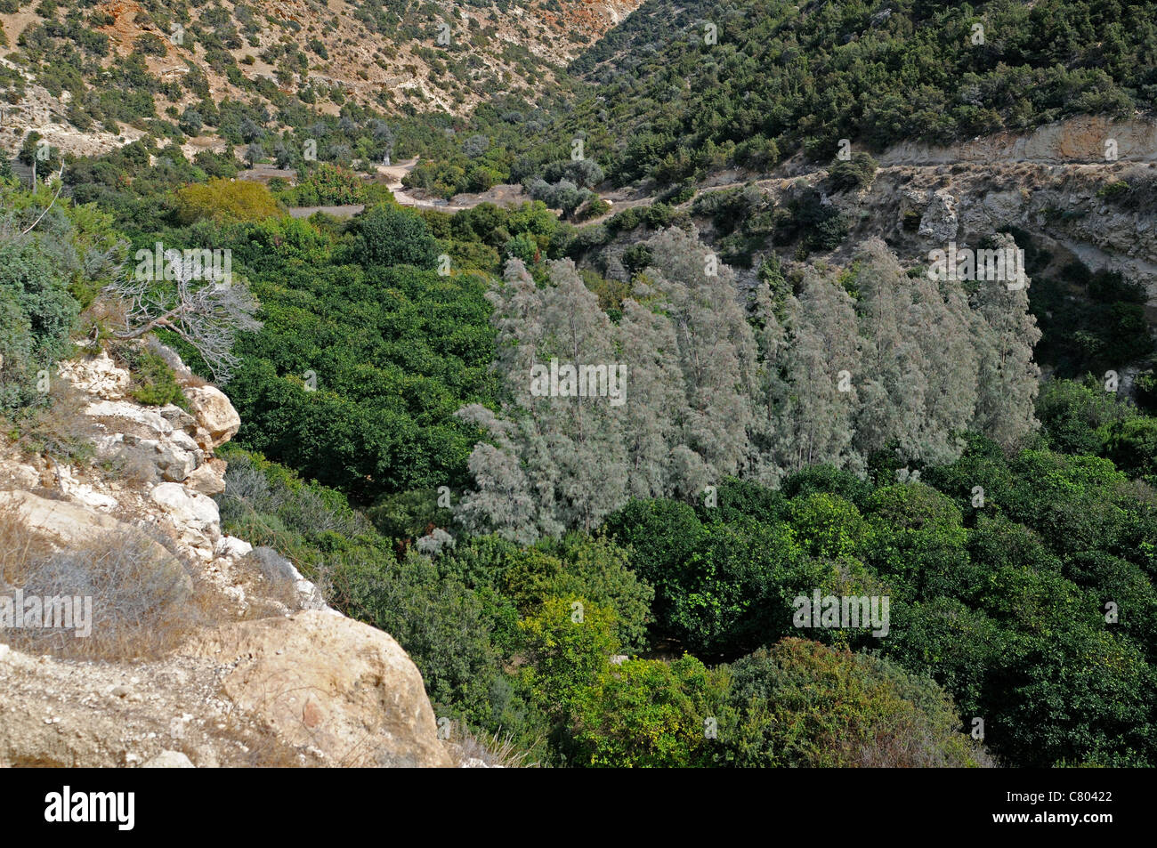Una valle fertile in una gola nella penisola di Akamas vicino alla famosa Gola di Akamas Foto Stock