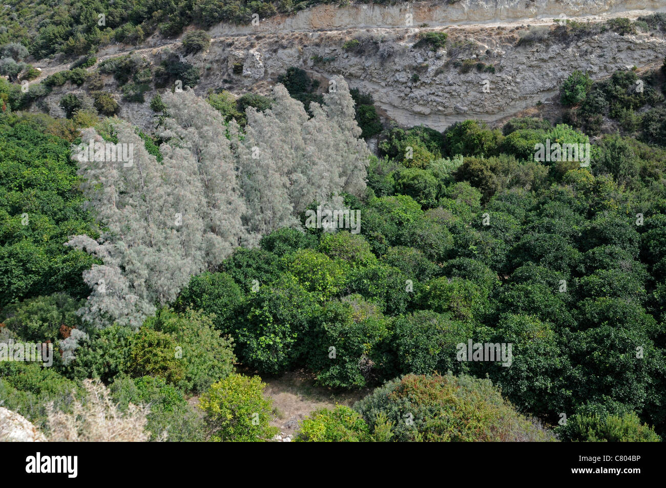 Una valle fertile in una gola nella penisola di Akamas vicino alla famosa Gola di Akamas Foto Stock