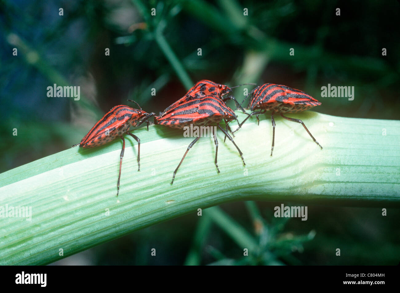 Menestrello bug, uno scudo o stink bug (Graphosoma italicum: Pentatomidae), warningly adulti colorato alimentando il finocchio, Spagna Foto Stock