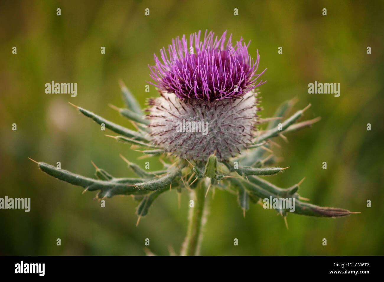 Scottish Thistle Foto Stock