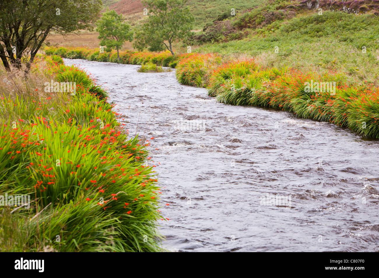 Montbrecia, un giardino escape, fioritura tutti lungo le rive del fiume Barle, sotto Simonsbath su Exmoor. Foto Stock