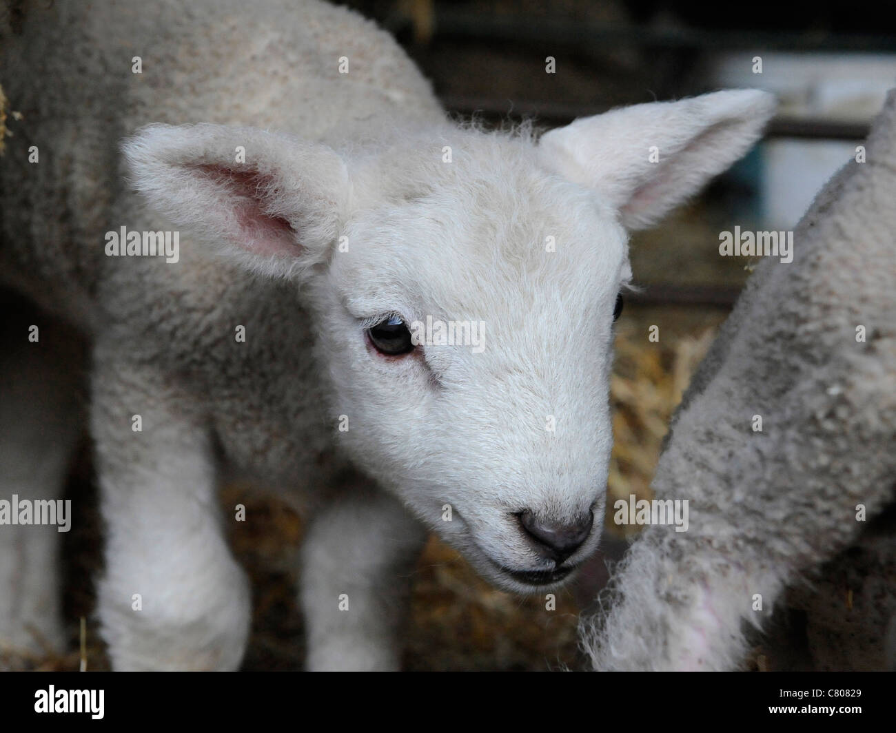 Un piccolo grazioso baby agnello Foto Stock