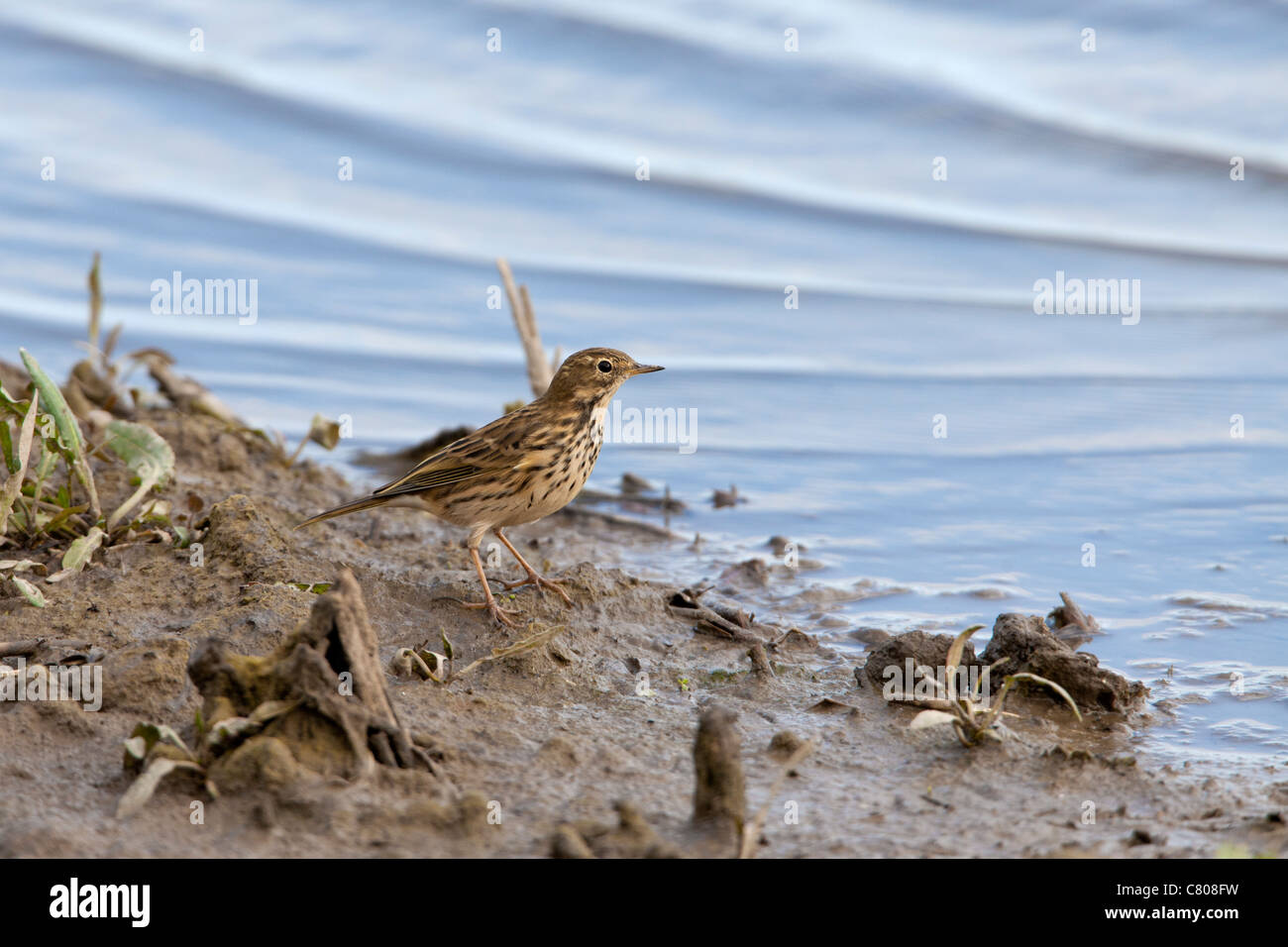 Meadow Pipit Anthus pratensis adulto appollaiato sul fango al bordo delle acque Foto Stock