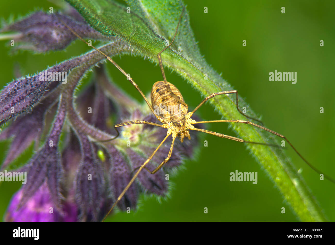 Daddy Long Legs Spider (Phalangium opilio), Francia Foto Stock