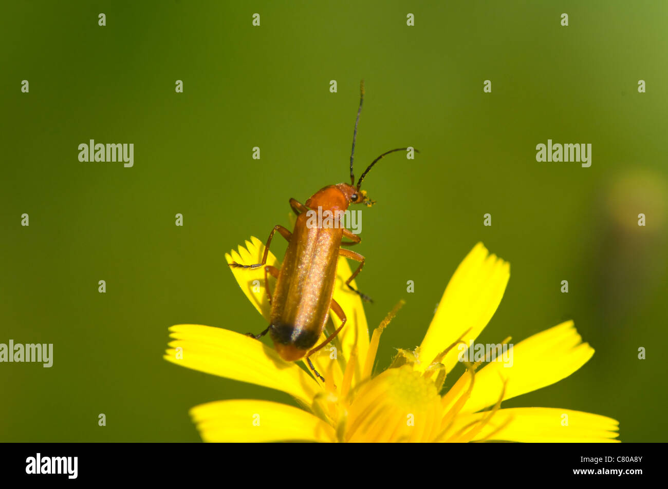 Soldato Beetle (Rhagonycha fulva), Francia Foto Stock