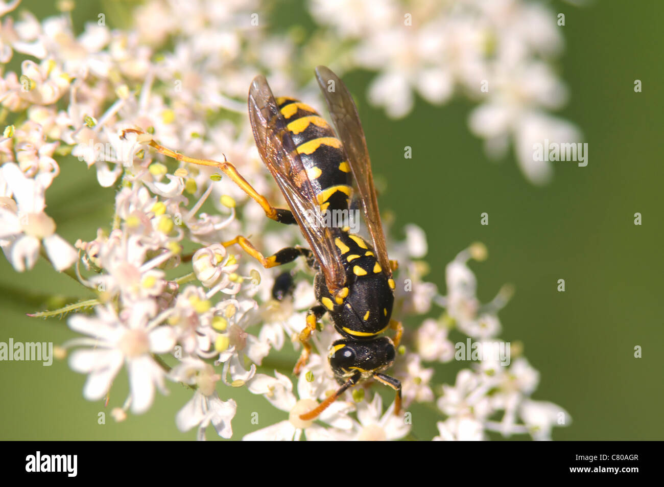 Carta wasp (Polistes gallicus), Francia Foto Stock