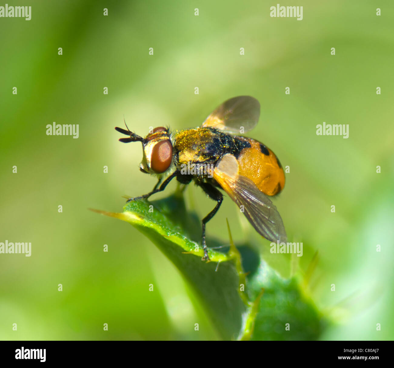 Fly parassita (Tachina fera), Francia Foto Stock