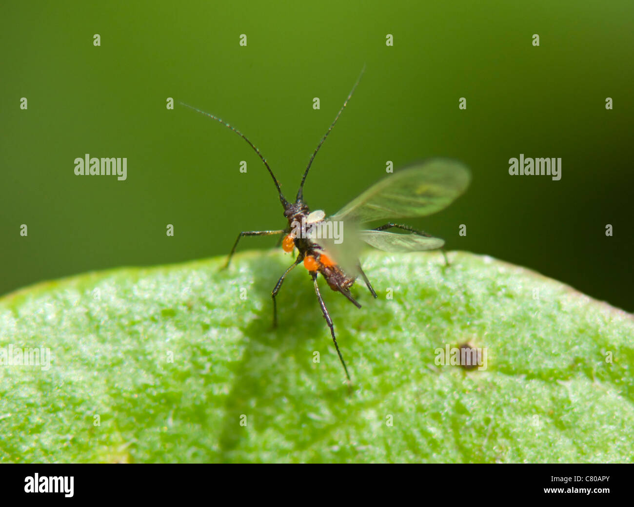 Winged Ant infestate da acari, Francia Foto Stock