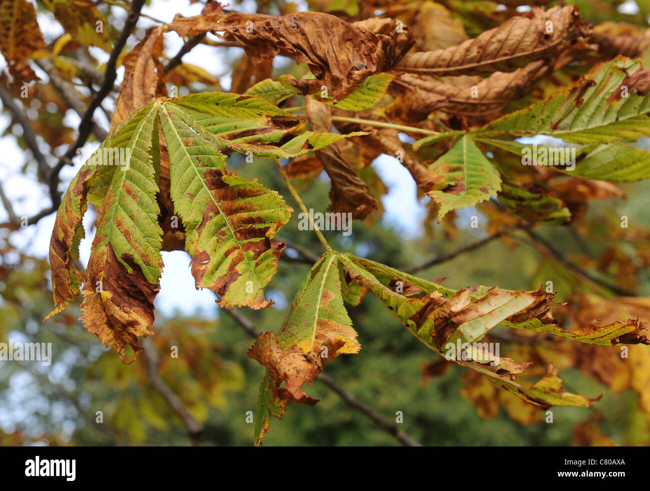 Patologica Ippocastano (Aesculus hippocastanum) lascia che mostra pattern marrone causato da ippocastano leaf miner Foto Stock