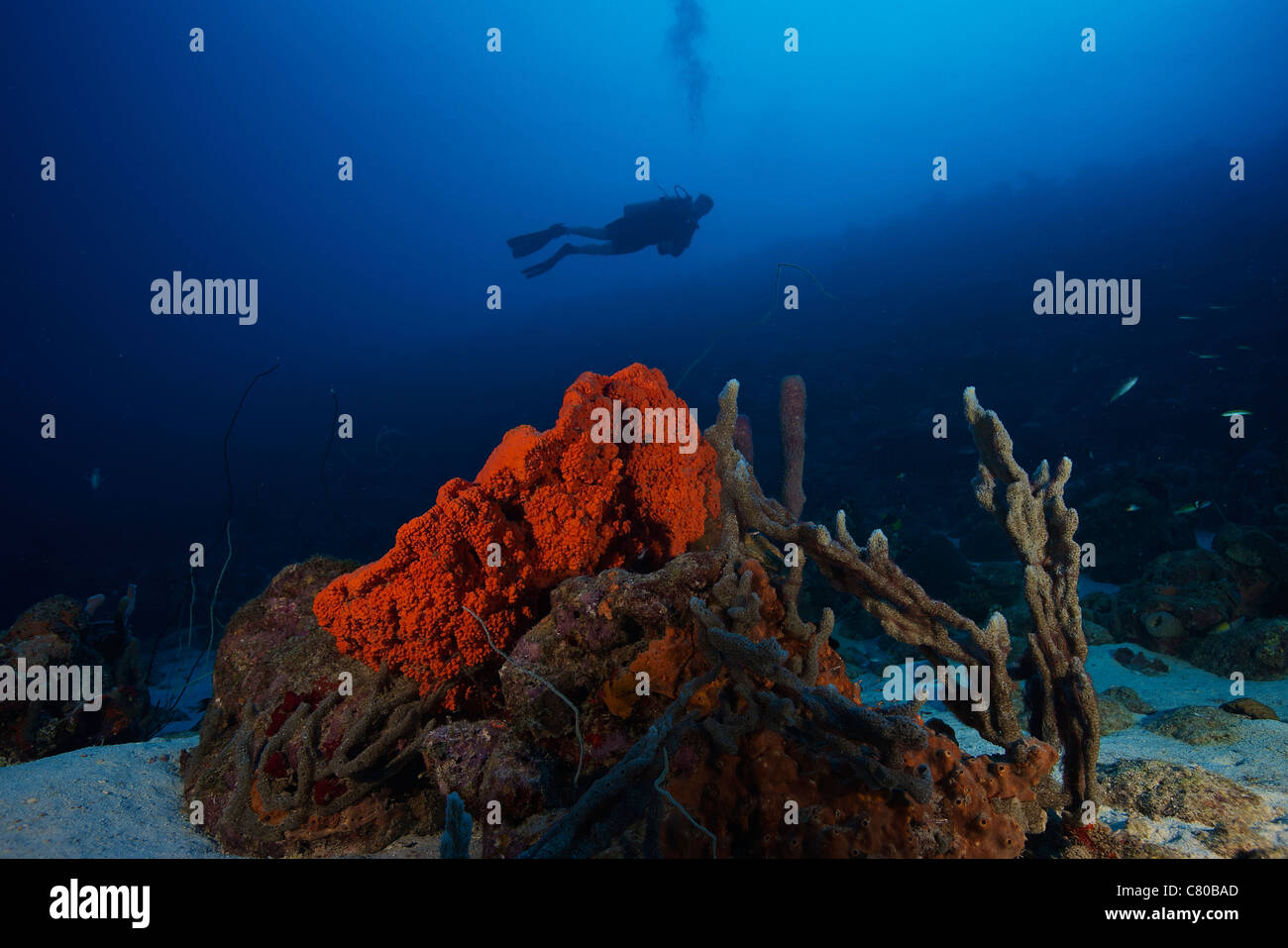 Scuba Diver nuoto sott'acqua tra mare Spugne, Bonaire, dei Caraibi Paesi Bassi. Foto Stock