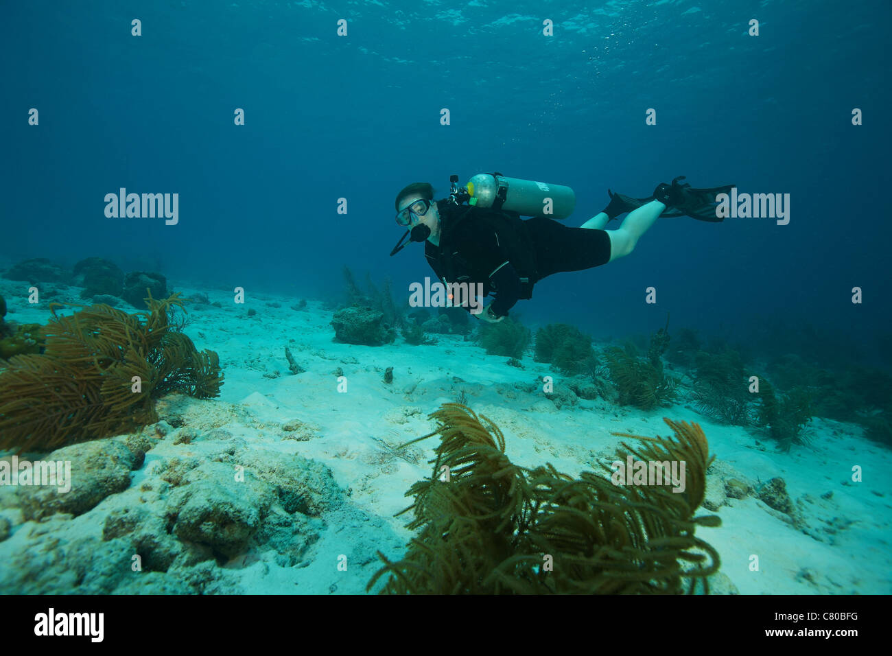Scuba Diver nuoto sott'acqua di Alice nel Paese delle Meraviglie sito di immersione in Bonaire, dei Caraibi Paesi Bassi. Foto Stock