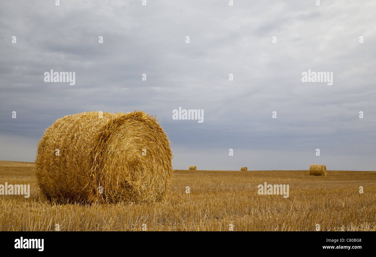 Fotografia a colori del Golden Hay Bails contro un cielo triste su un campo della prateria nelle zone rurali del Saskatchewan. Foto Stock