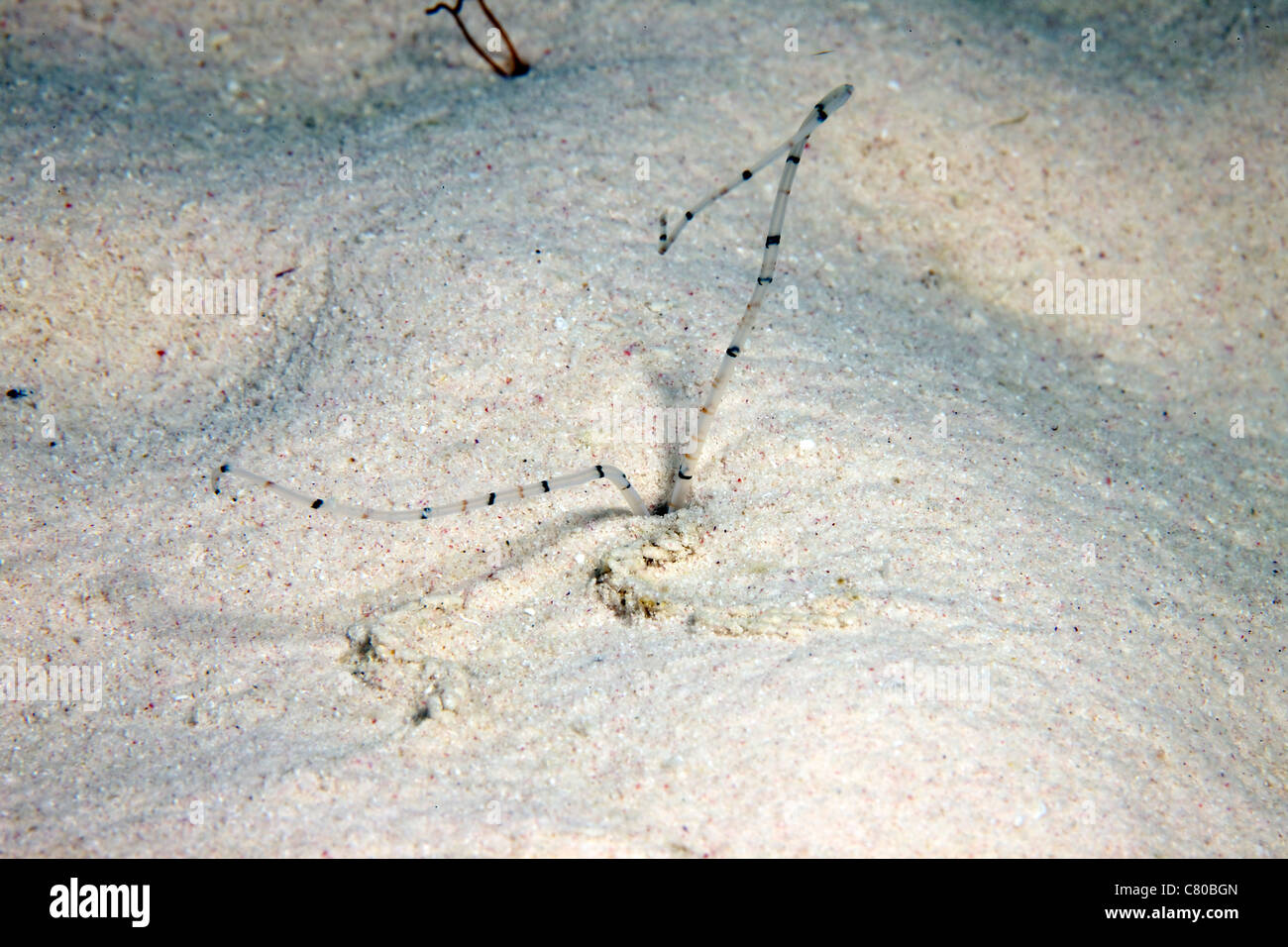 Sandworm l'alimentazione di notte, Bonaire, Caraibi Paesi Bassi. Foto Stock