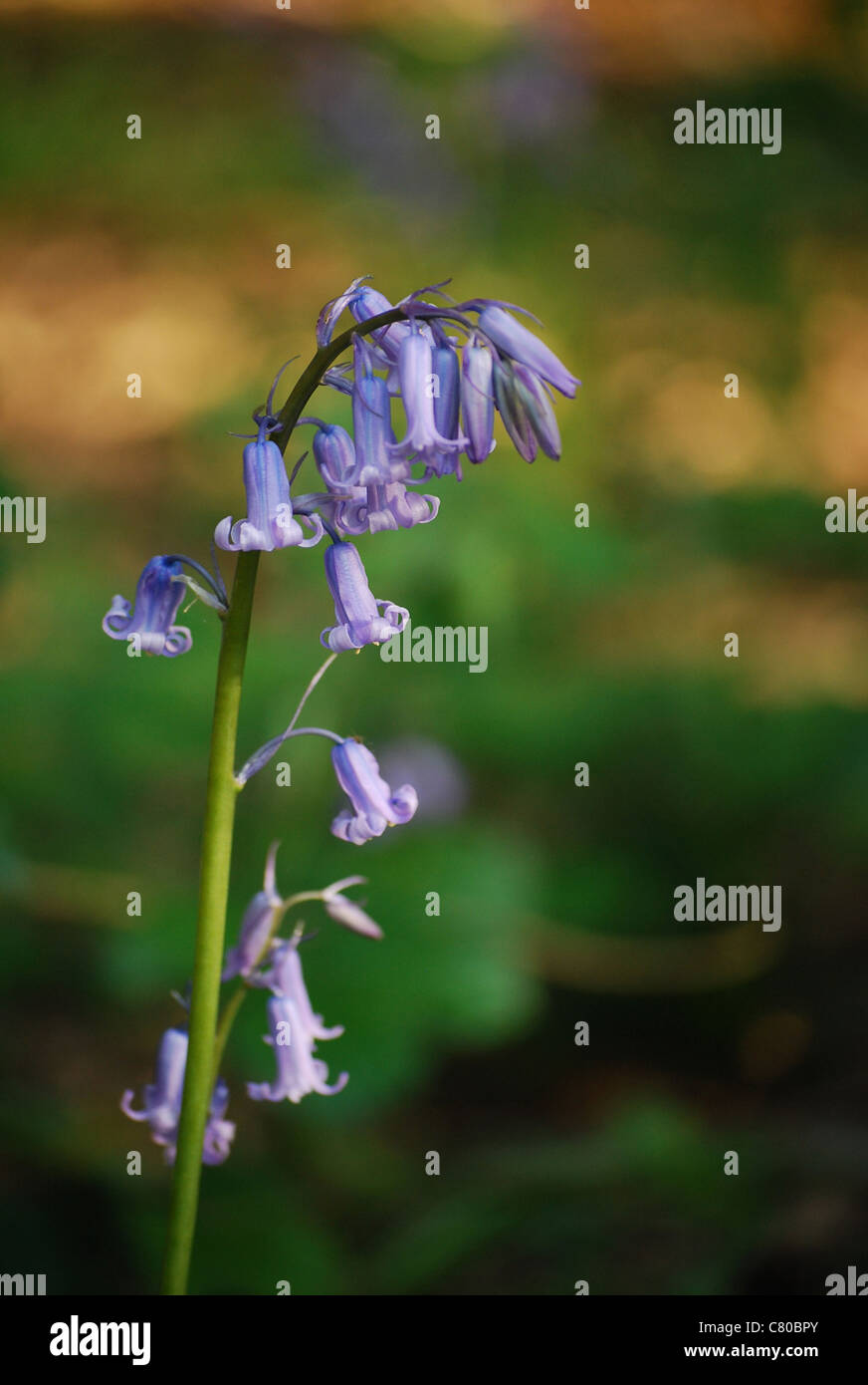 Fiori Selvatici in legno Foto Stock