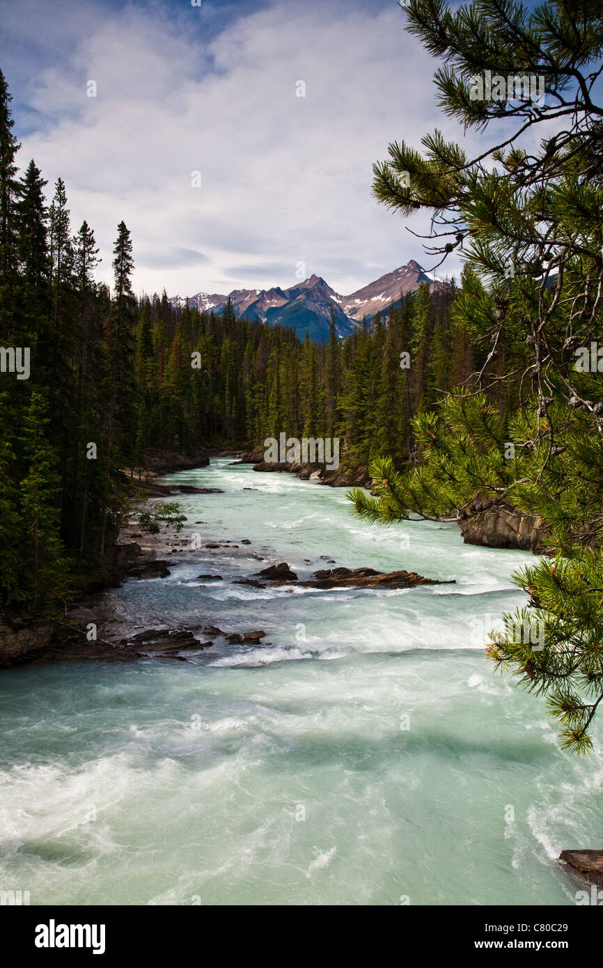 Il Fiume Kicking Horse nel Parco Nazionale di Yoho, British Columbia, Canada Foto Stock