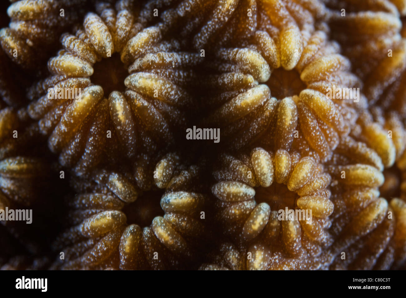 Corallo duro di polipi a 3x la dimensione di vita, Bonaire, Caraibi Paesi Bassi. Foto Stock